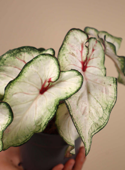 Caladium bicolor