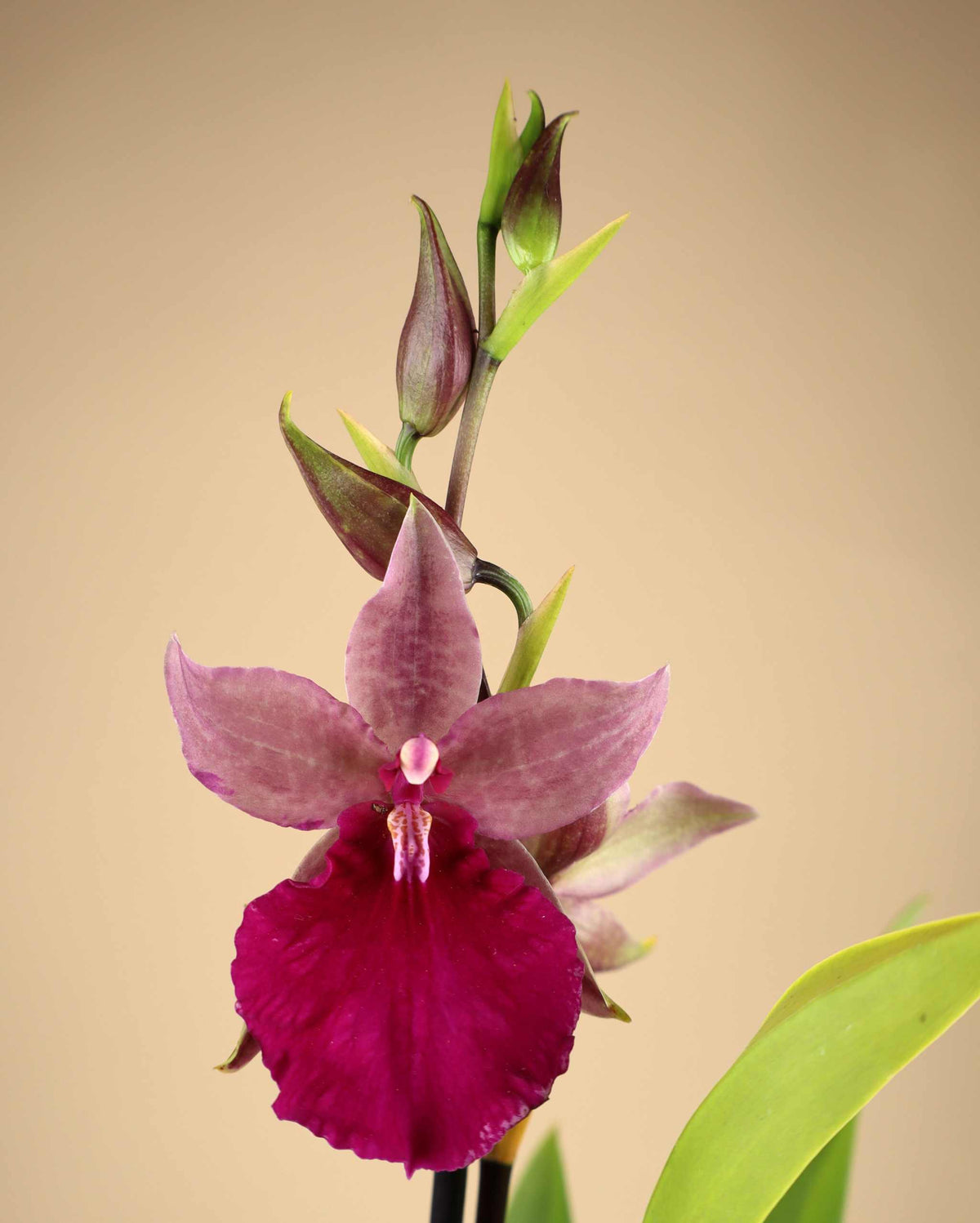 Orchideen-Mix | Verschiedene Sorten