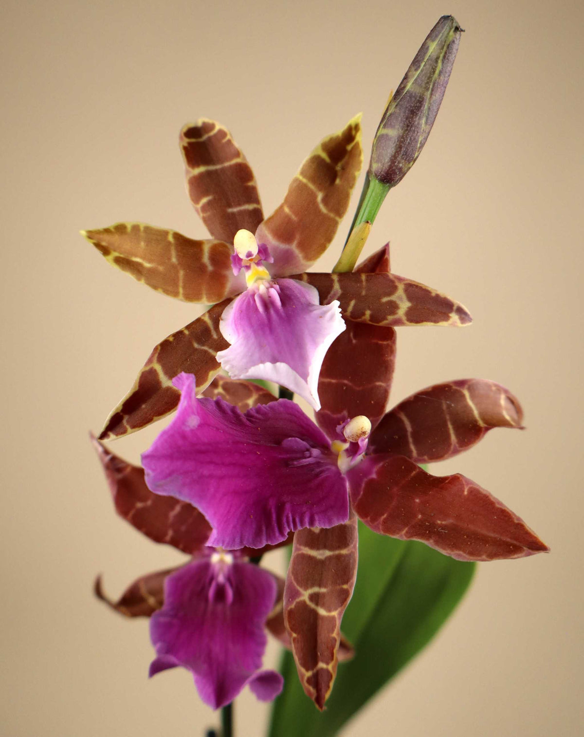 Orchideen-Mix | Verschiedene Sorten