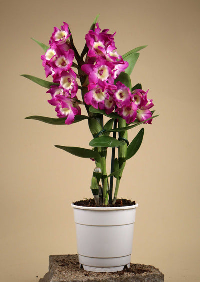 Dendrobium nobile
