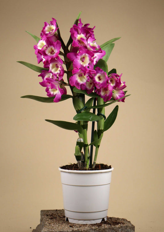 Dendrobium nobile
