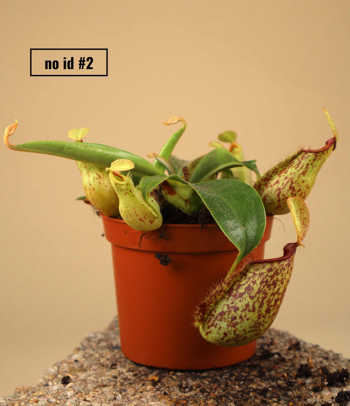 Nepenthes NoID