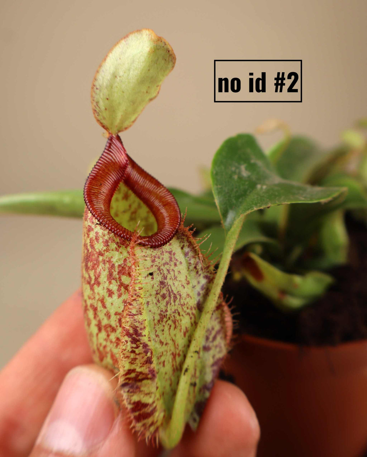 Nepenthes NoID