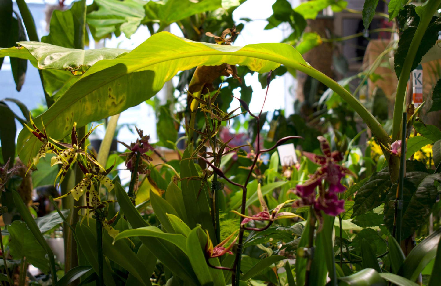 Brassia Orchid