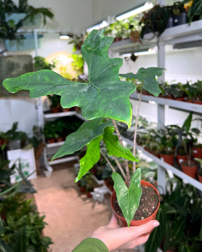 Alocasia nycteris 'batwing'