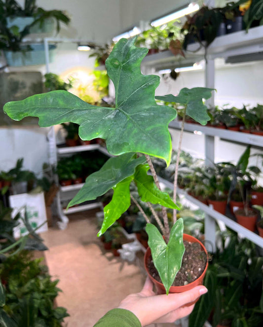 Alocasia nycteris 'batwing'