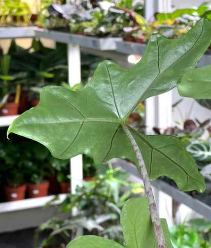 Alocasia nycteris 'batwing'