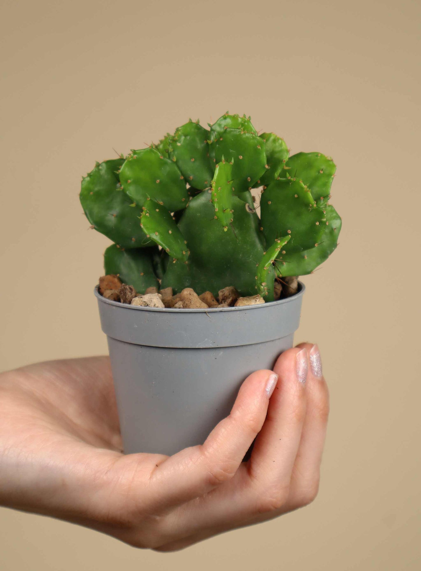 Brasiliopuntia 'Brazilian prickly pear' (edible fruits)