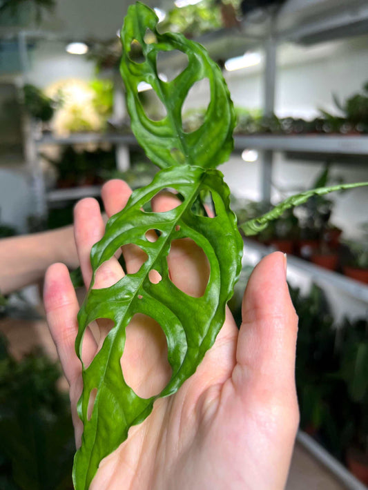 Monstera obliqua 'Peru'