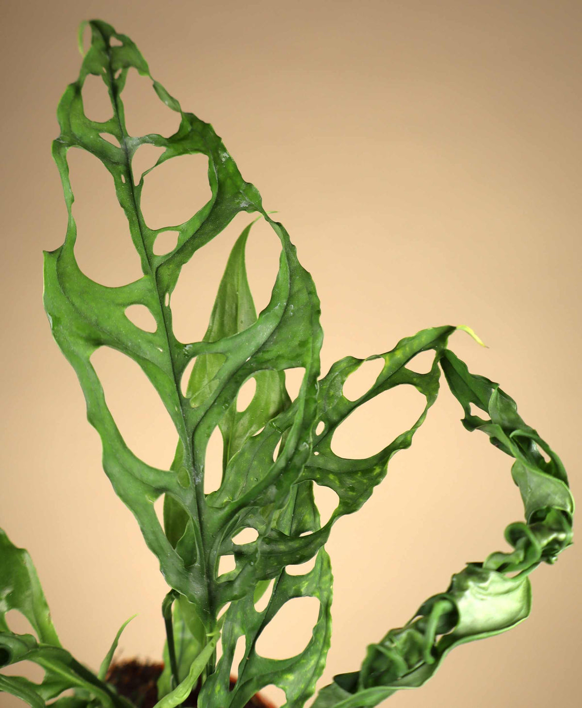 Monstera obliqua 'Peru'