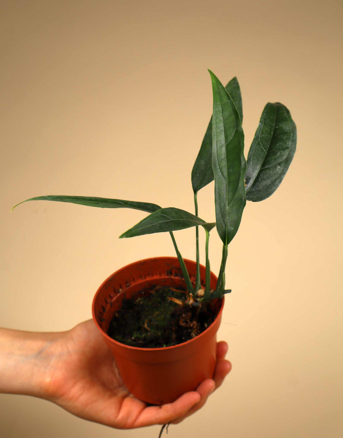 Monstera obliqua 'Yasuní'