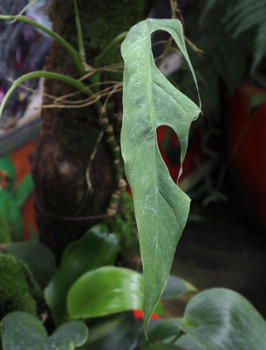 Monstera obliqua 'Yasuní'