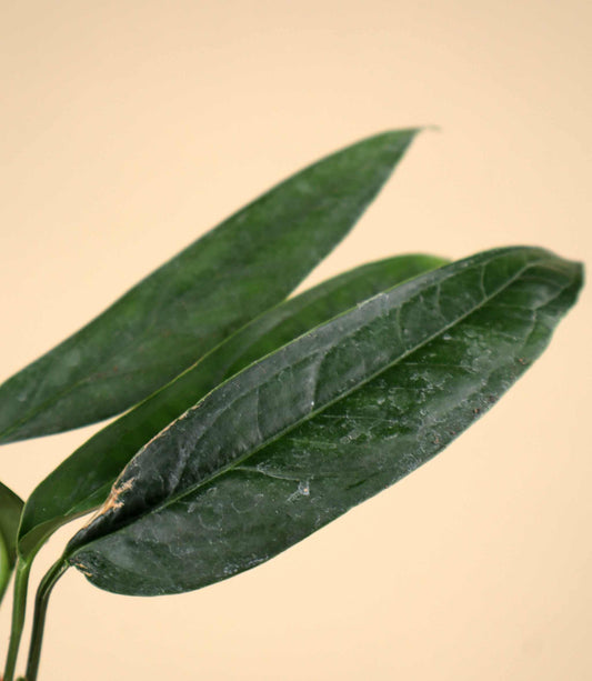 Monstera obliqua 'Yasuní'