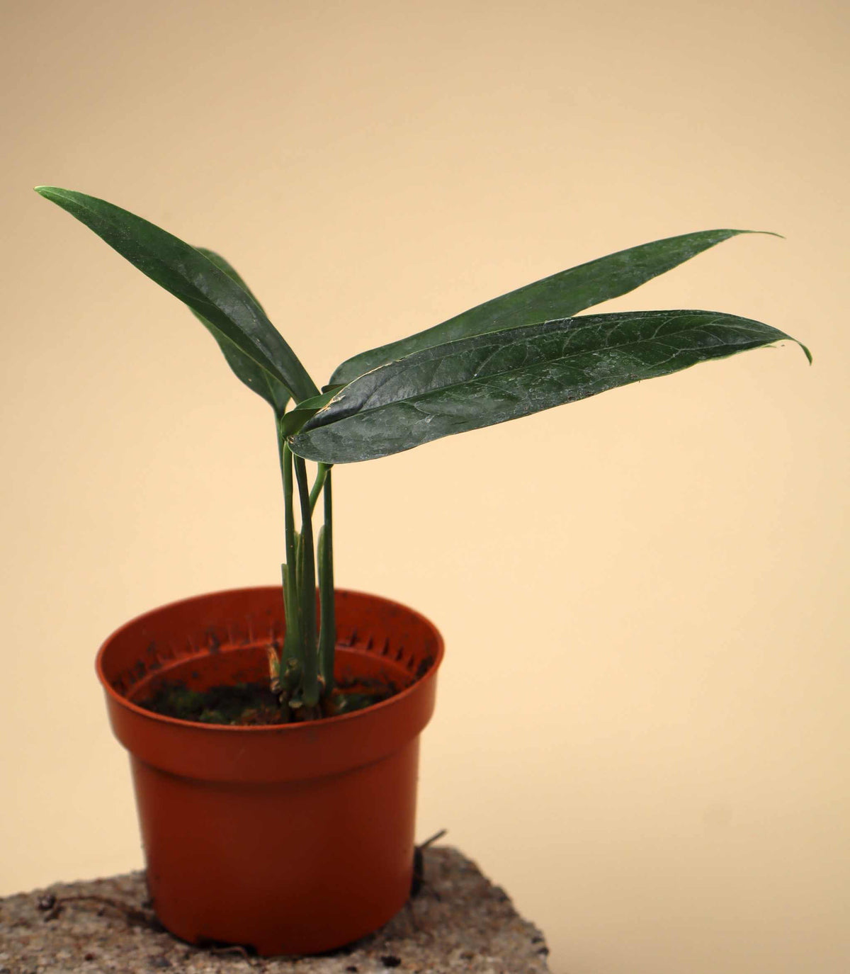 Monstera obliqua 'Yasuní'