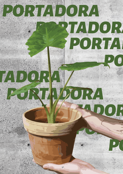 Alocasia 'portodora' (Alocasia odora x Alocasia portei)