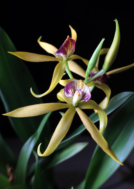 Prosthechea cochleata 'Bläckfiskorkidé'