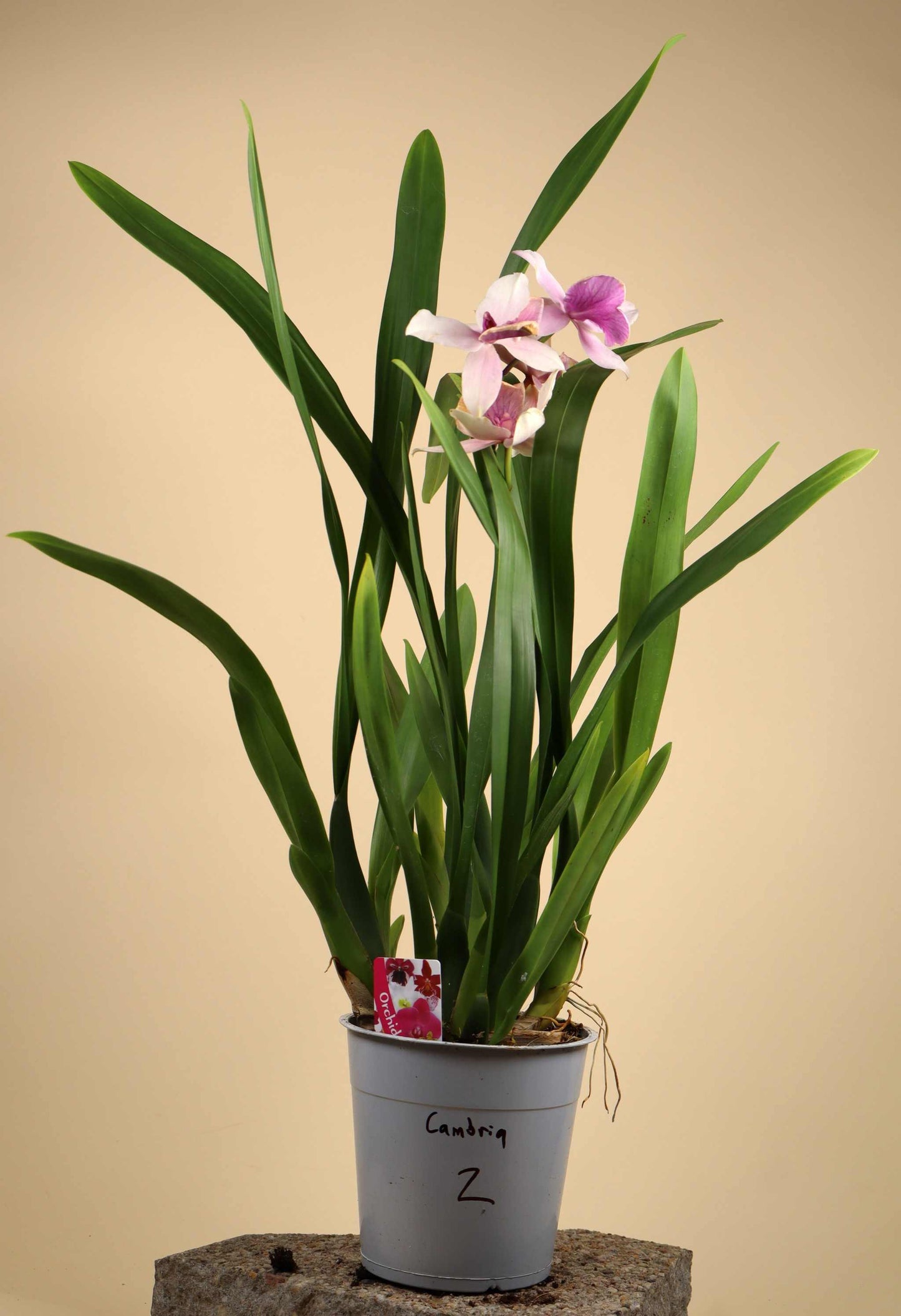 Oncidium Orkidé mix