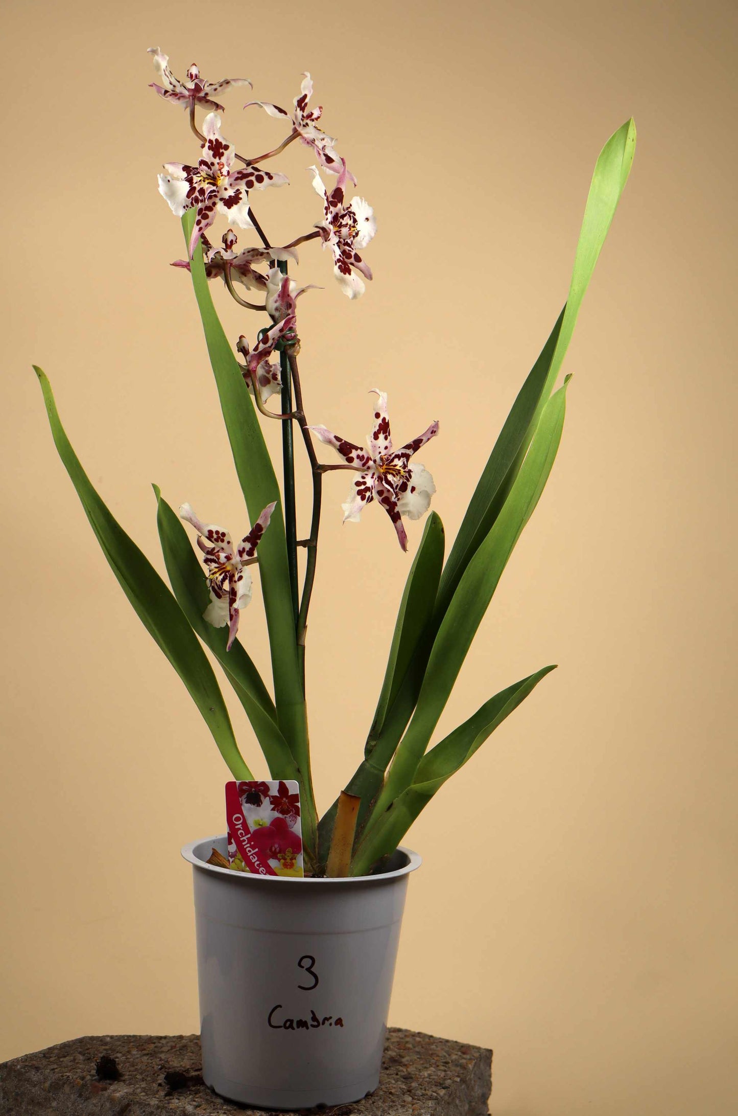 Oncidium Orkidé mix