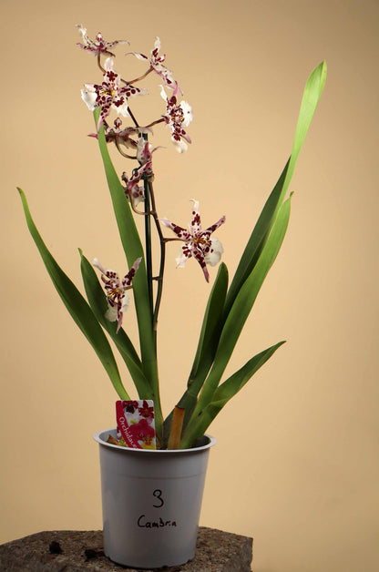 Orchideen-Mix | Verschiedene Sorten