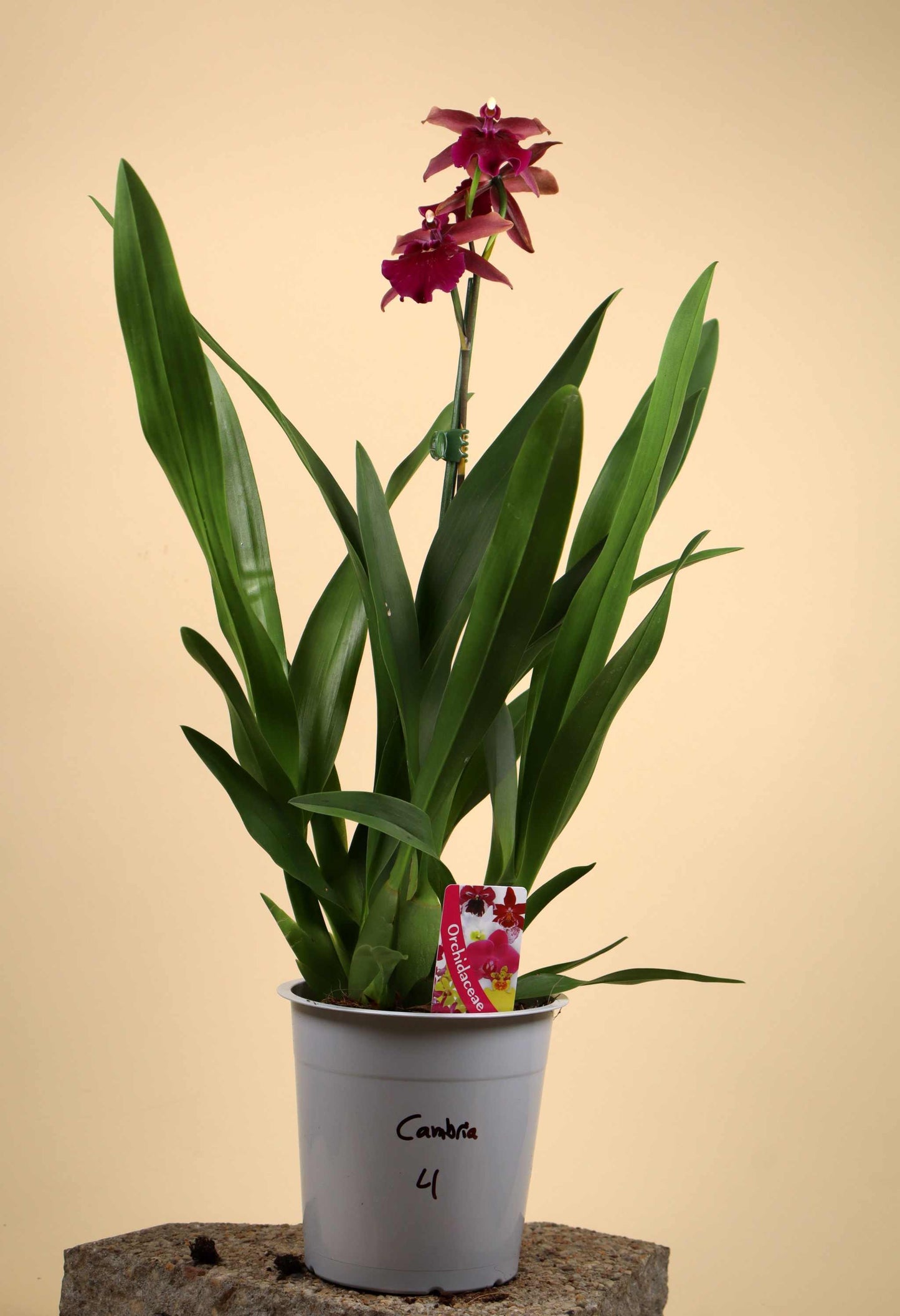 Oncidium Orkidé mix