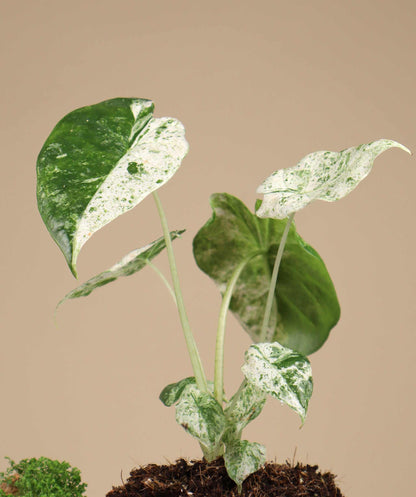 Alocasia odora 'Batik'