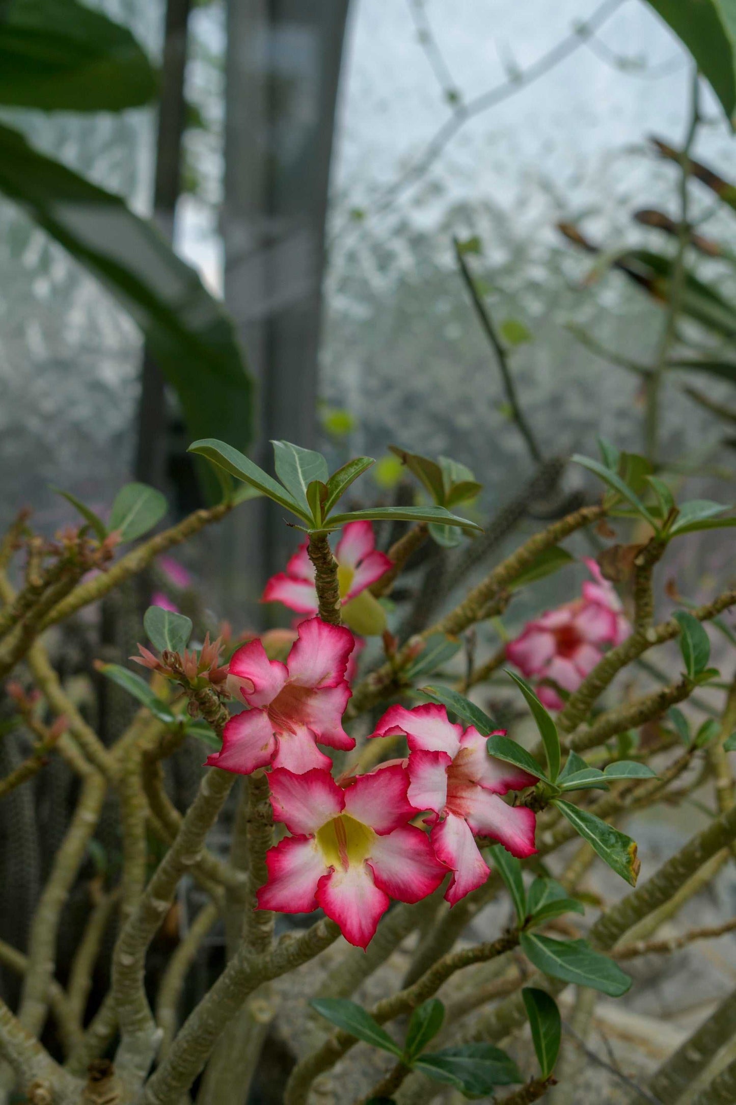 Adenium obesum | Desert rose