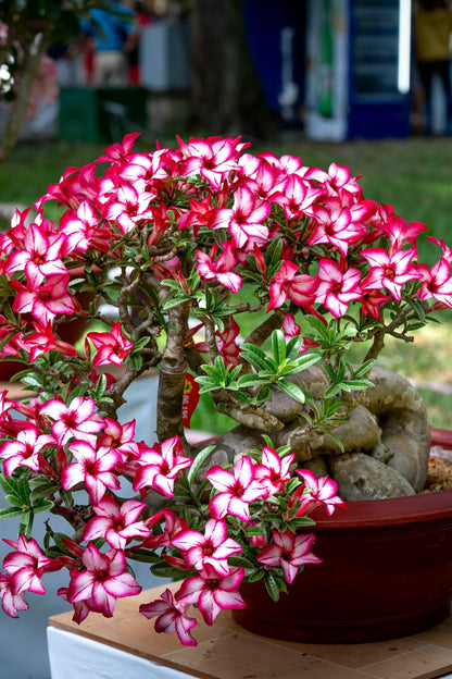 Adenium obesum | Desert rose