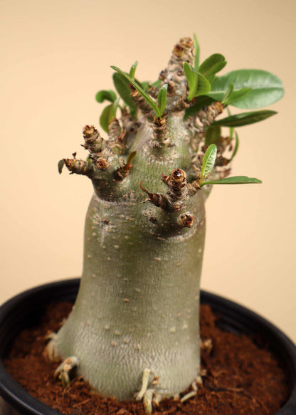 Adenium obesum | Desert rose