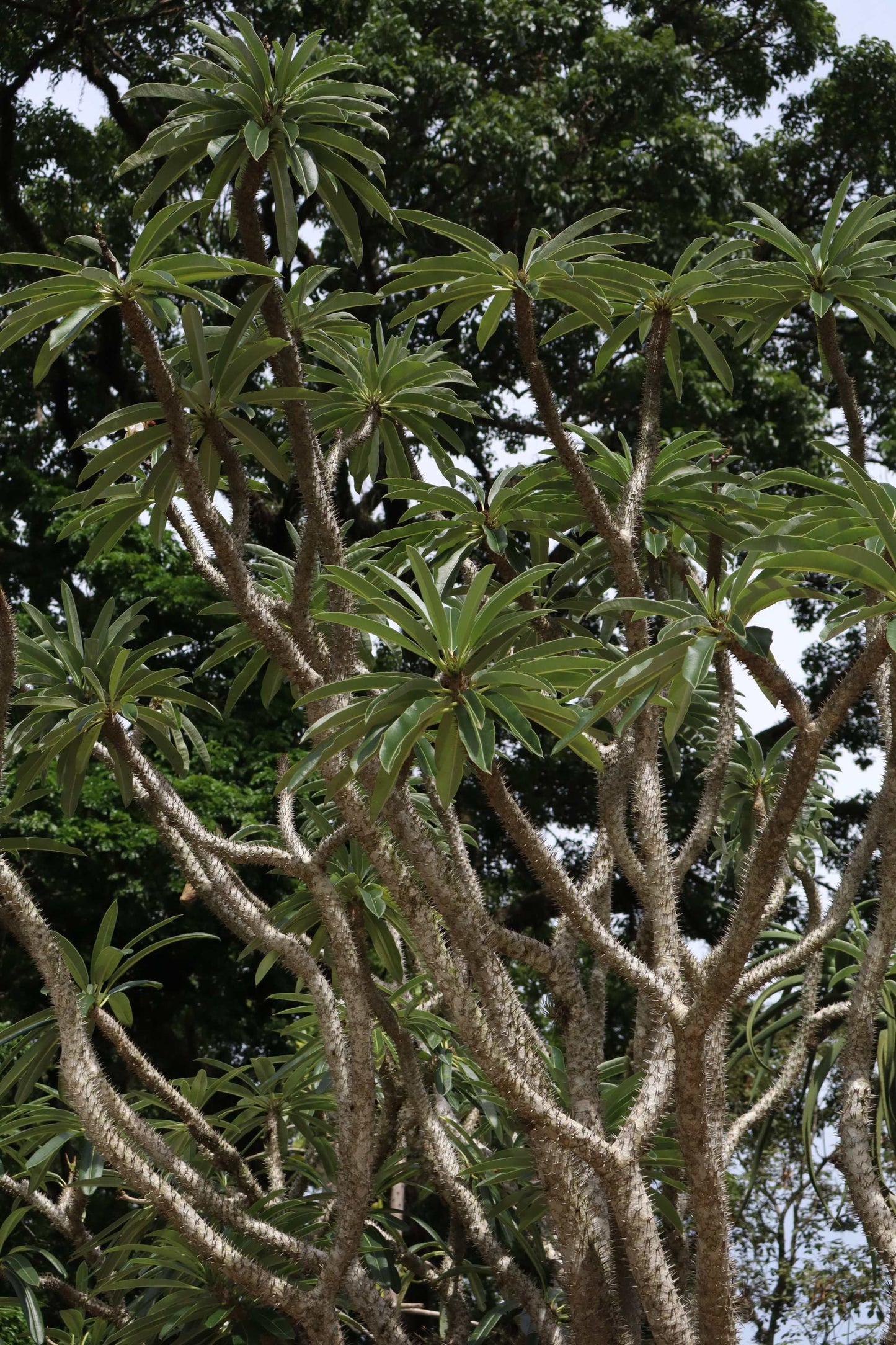 Pachypodium lamerei 'ökenstjärna'