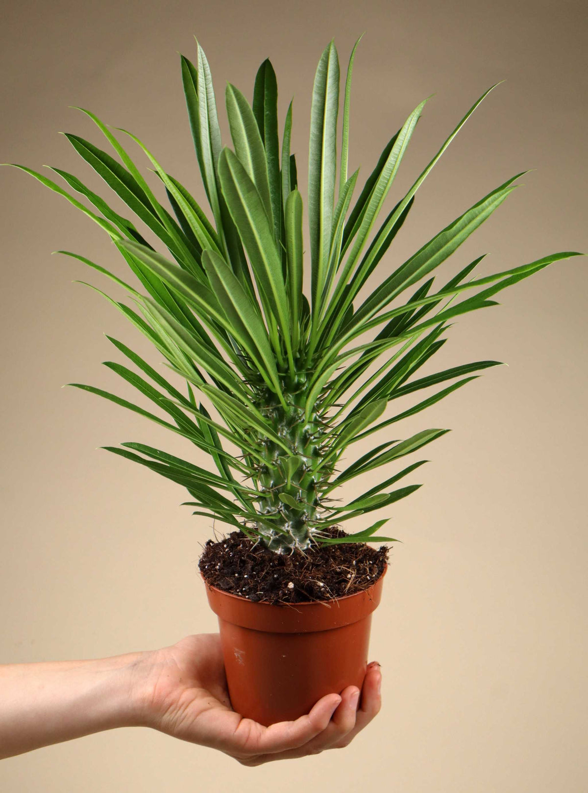Pachypodium lamerei 'Madagascar palm'