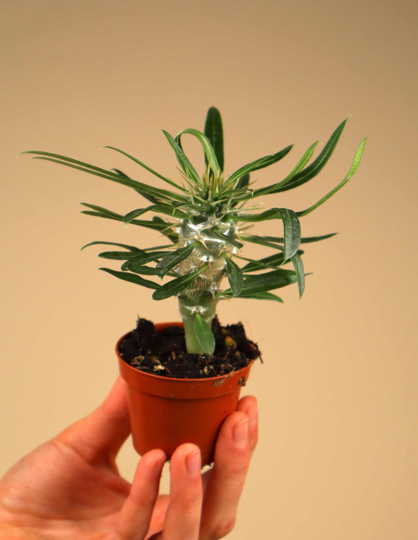 Pachypodium lamerei 'ökenstjärna'