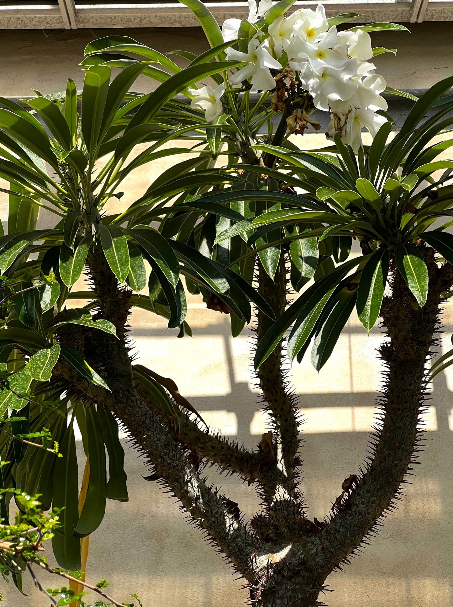 Pachypodium lamerei 'ökenstjärna'