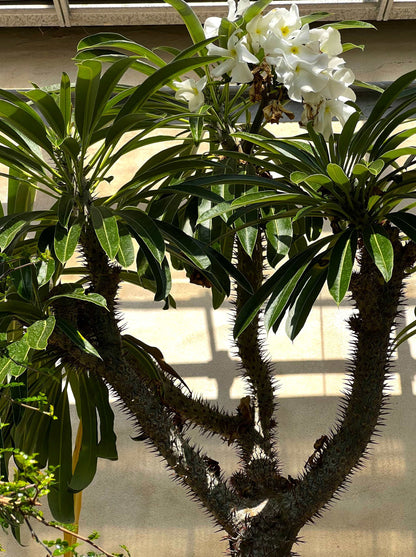Pachypodium lamerei 'ökenstjärna'