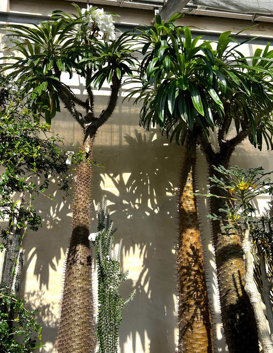 Pachypodium lamerei 'ökenstjärna'