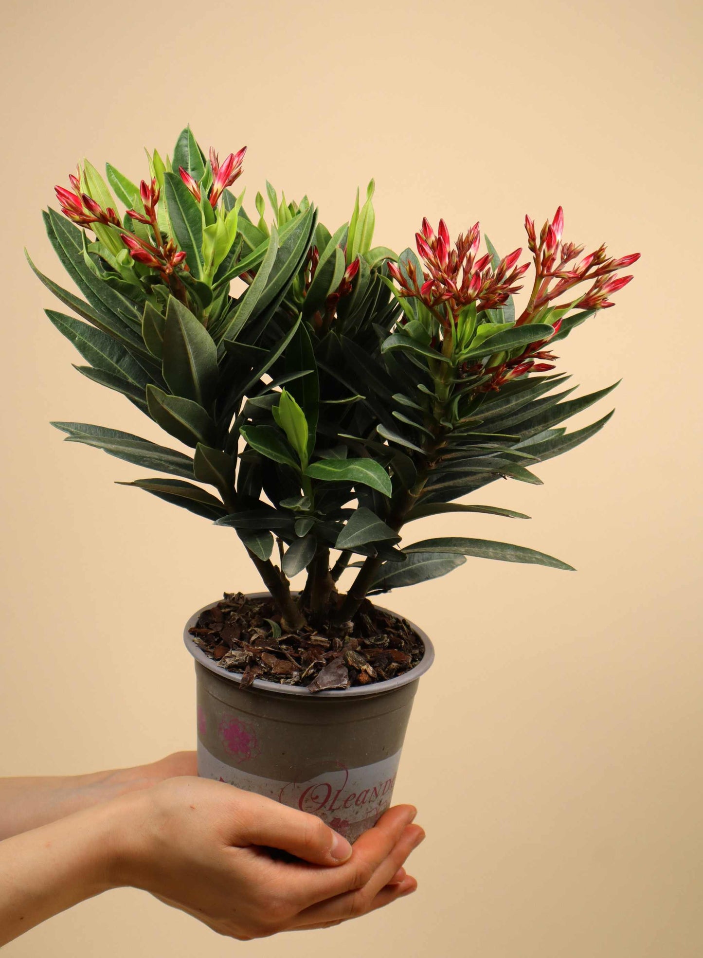 Nerium oleander