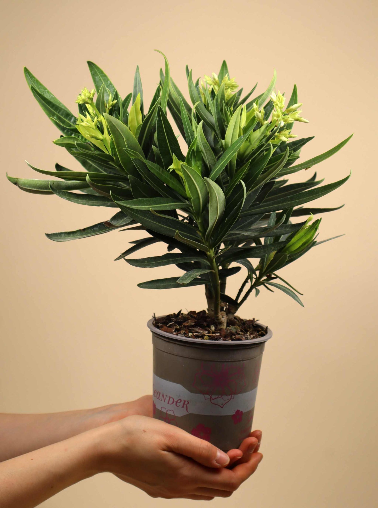 Nerium oleander