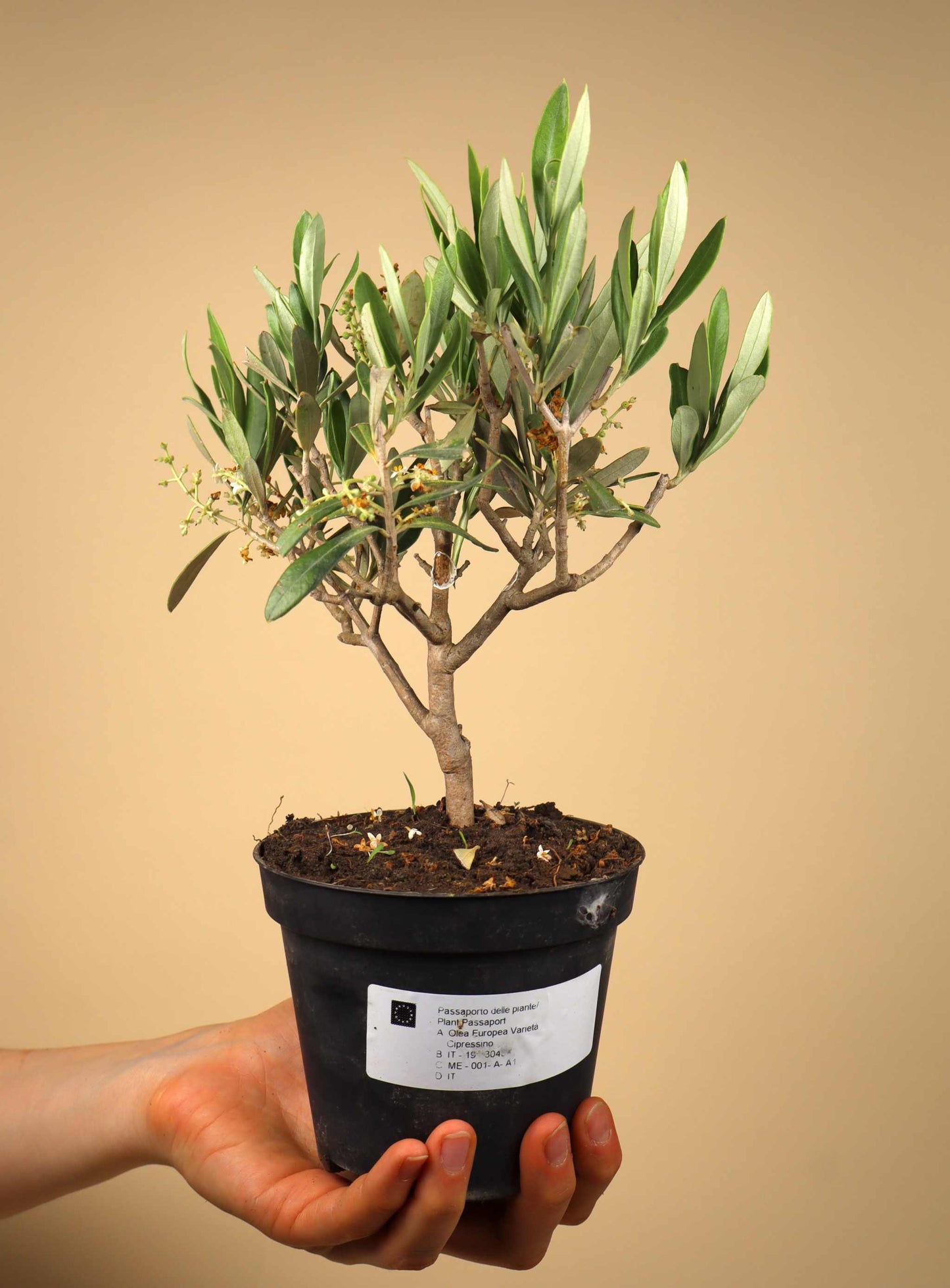 Olivträd | Olea europaea