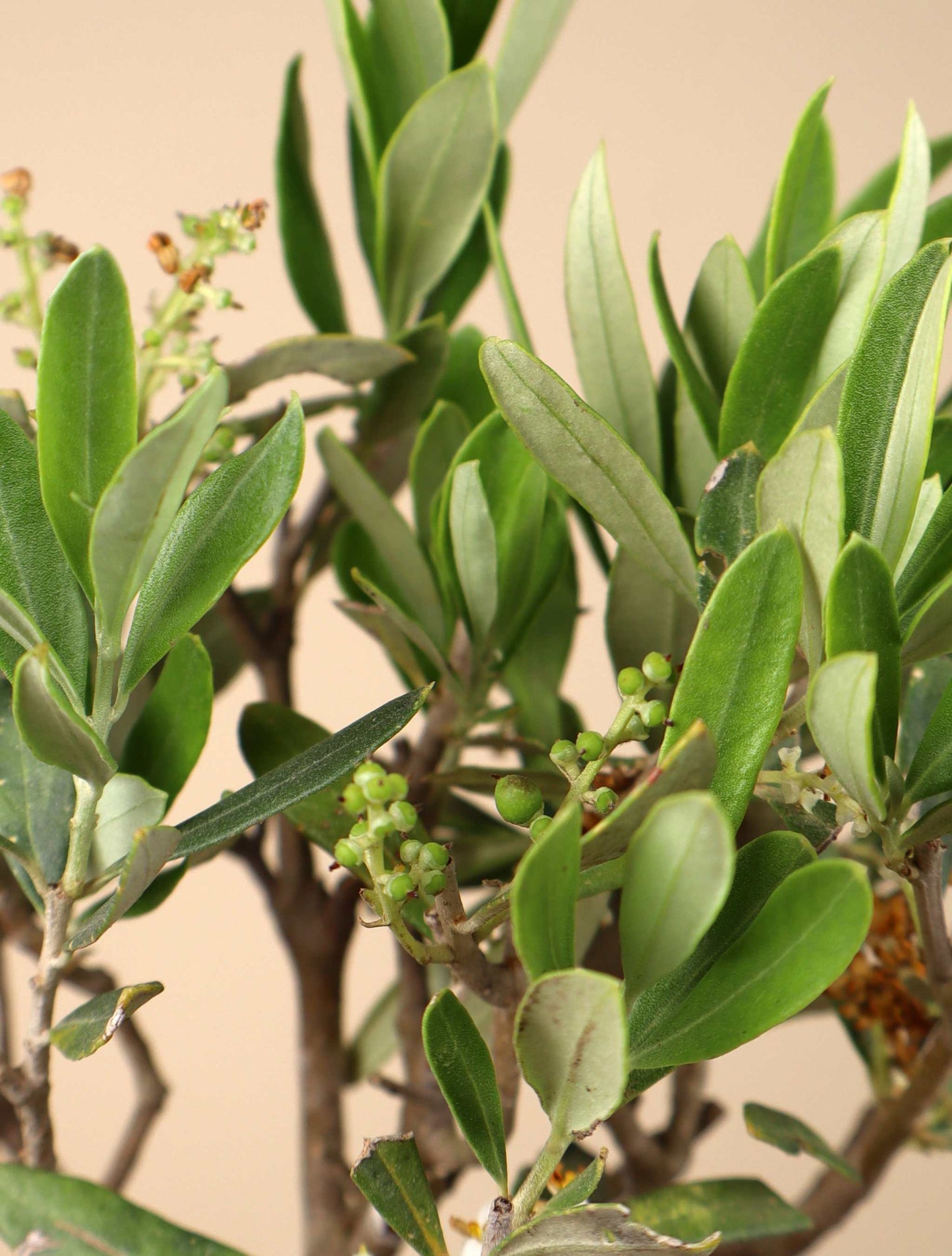 Olivträd | Olea europaea