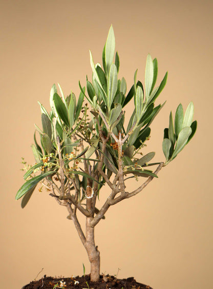 Olivträd | Olea europaea