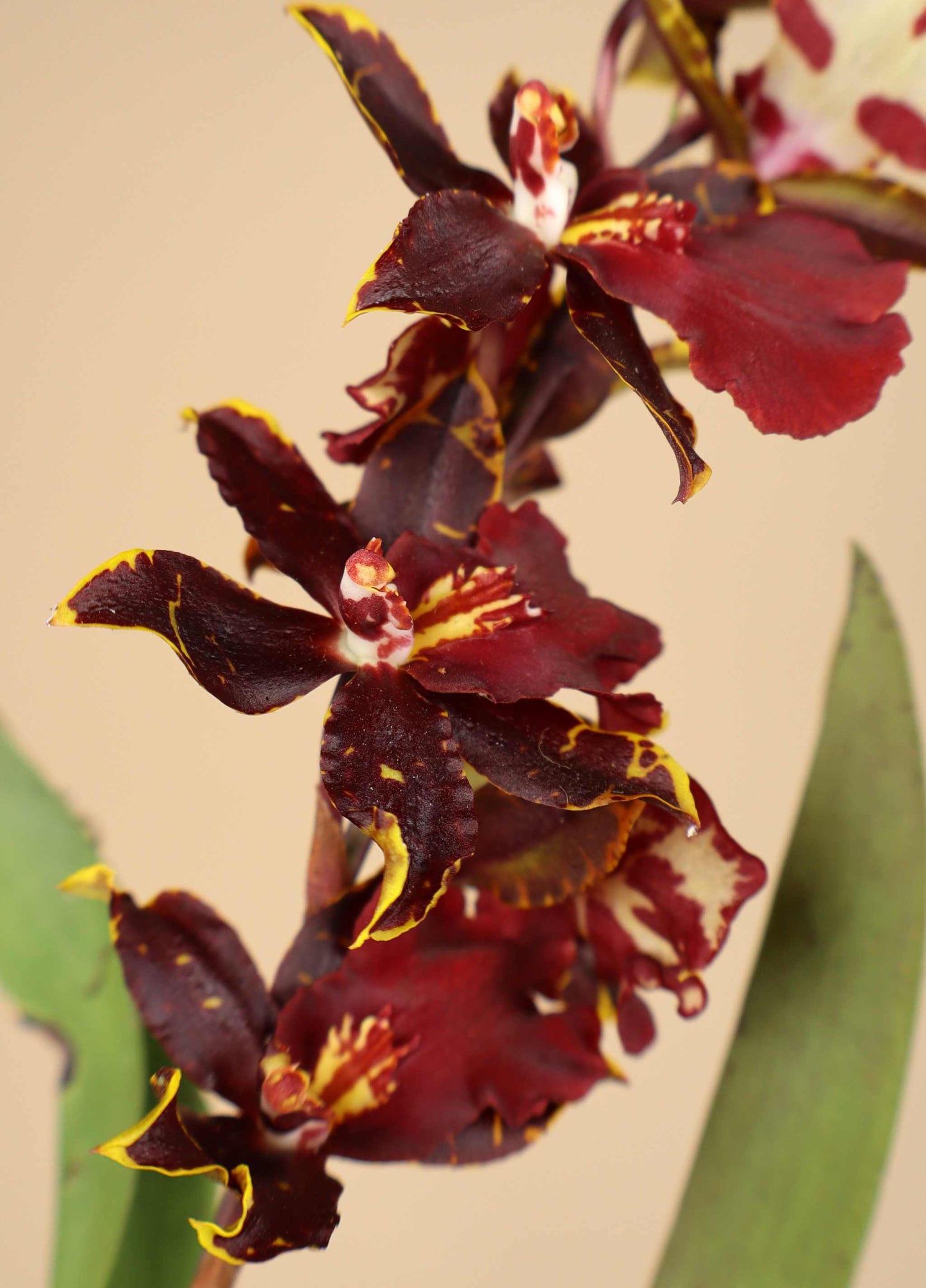 Oncostele Wildcat 'Bobcat'