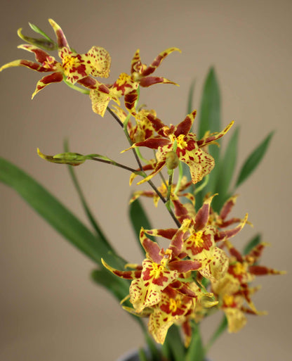 Oncidium 'Titanium treasure'