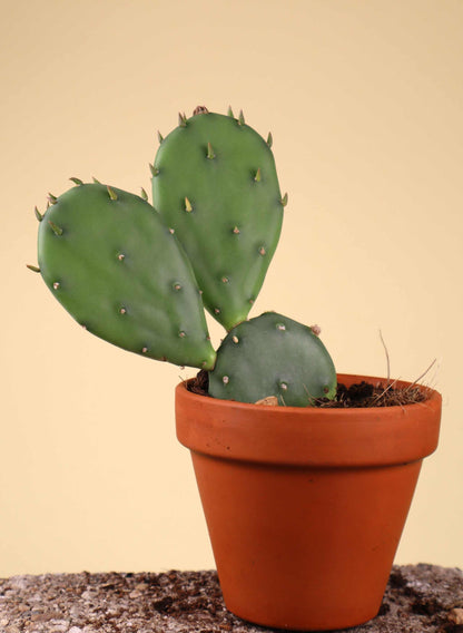 Cryptopuntia 'Opuntia humifusa' (Kälteresistenter Feigenkaktus)