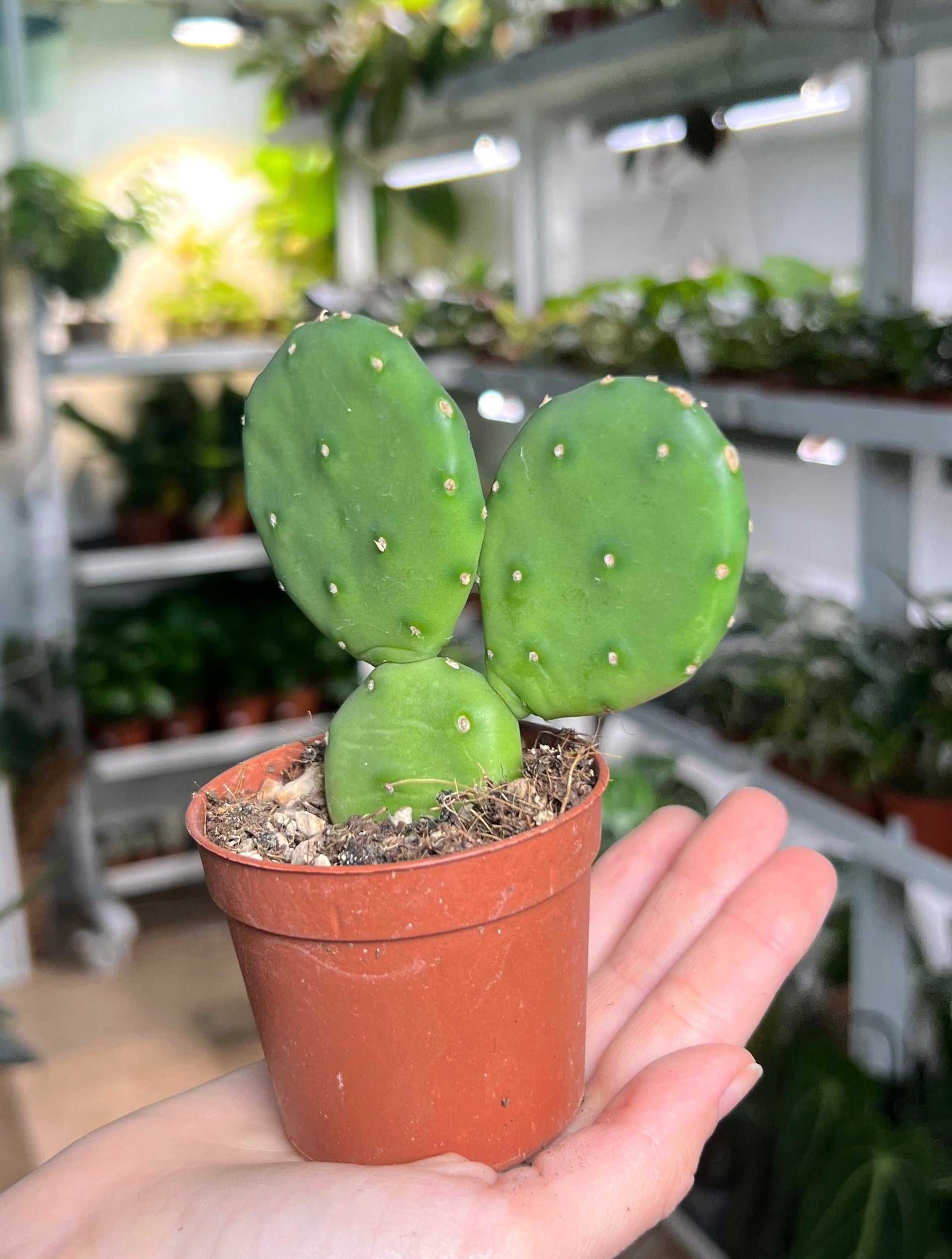 Krypopuntia 'Opuntia humifusa' (Köldtålig fikonkaktus)