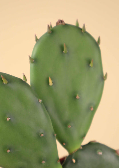 Cryptopuntia 'Opuntia humifusa' (Kälteresistenter Feigenkaktus)