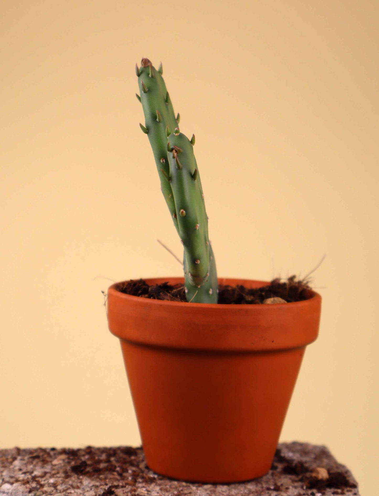 Cryptopuntia 'Opuntia humifusa' (Kälteresistenter Feigenkaktus)