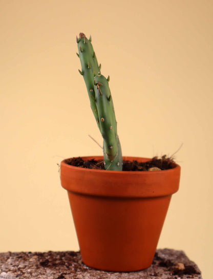 Cryptopuntia 'Opuntia humifusa' (Kälteresistenter Feigenkaktus)