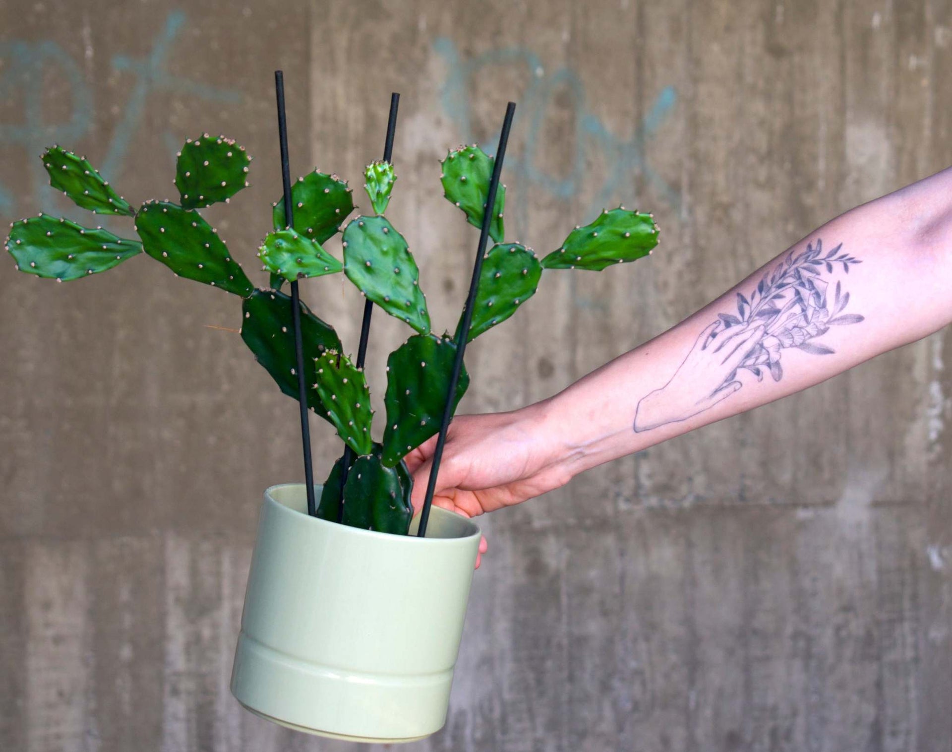 Buy Opuntia Jamaicensis