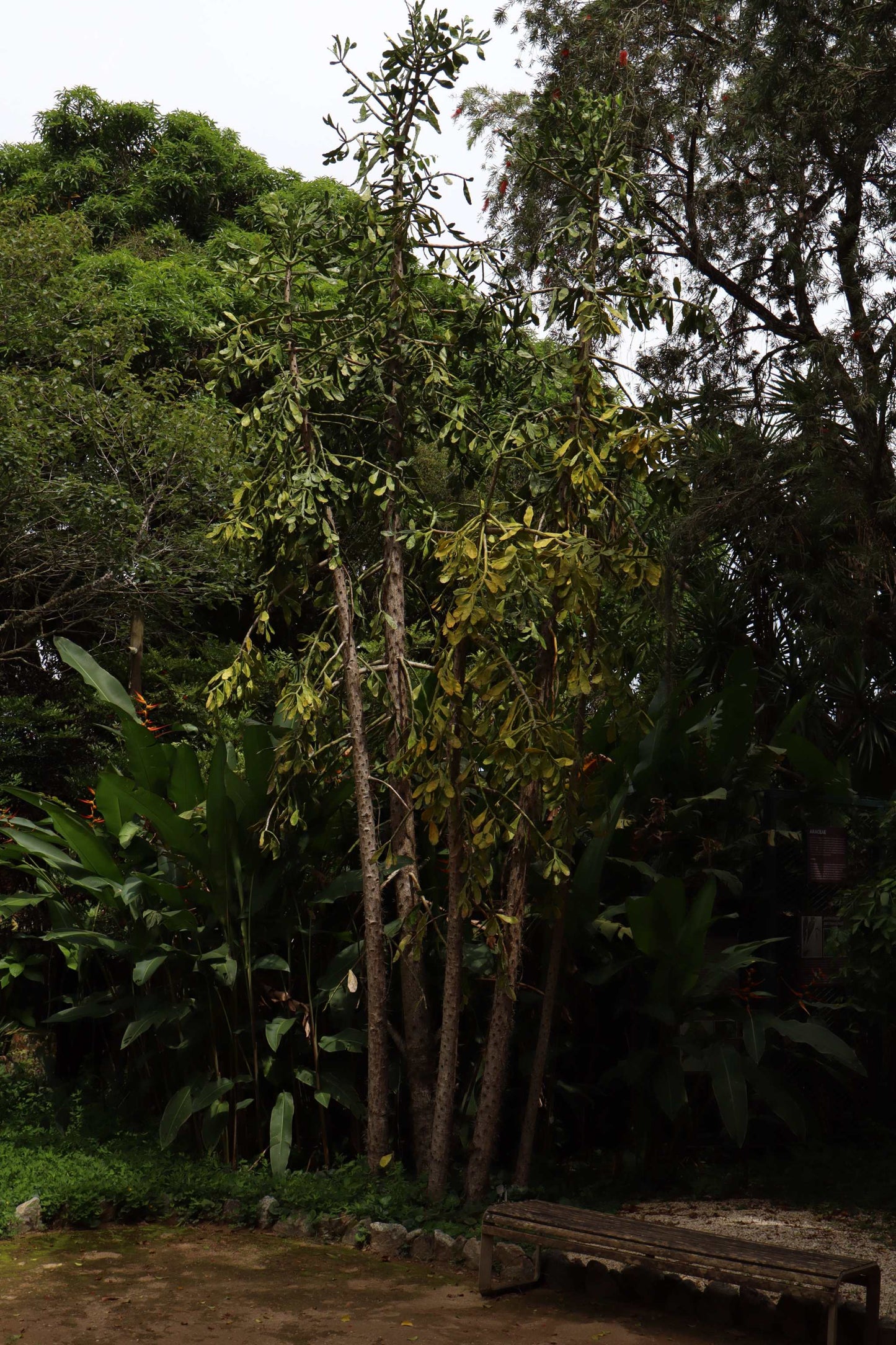 Brasiliopuntia 'Brazilian prickly pear' (edible fruits)