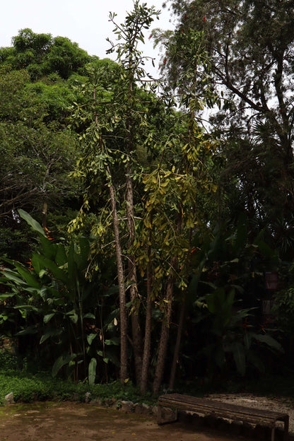 Brasiliopuntia 'Brazilian prickly pear' (edible fruits)