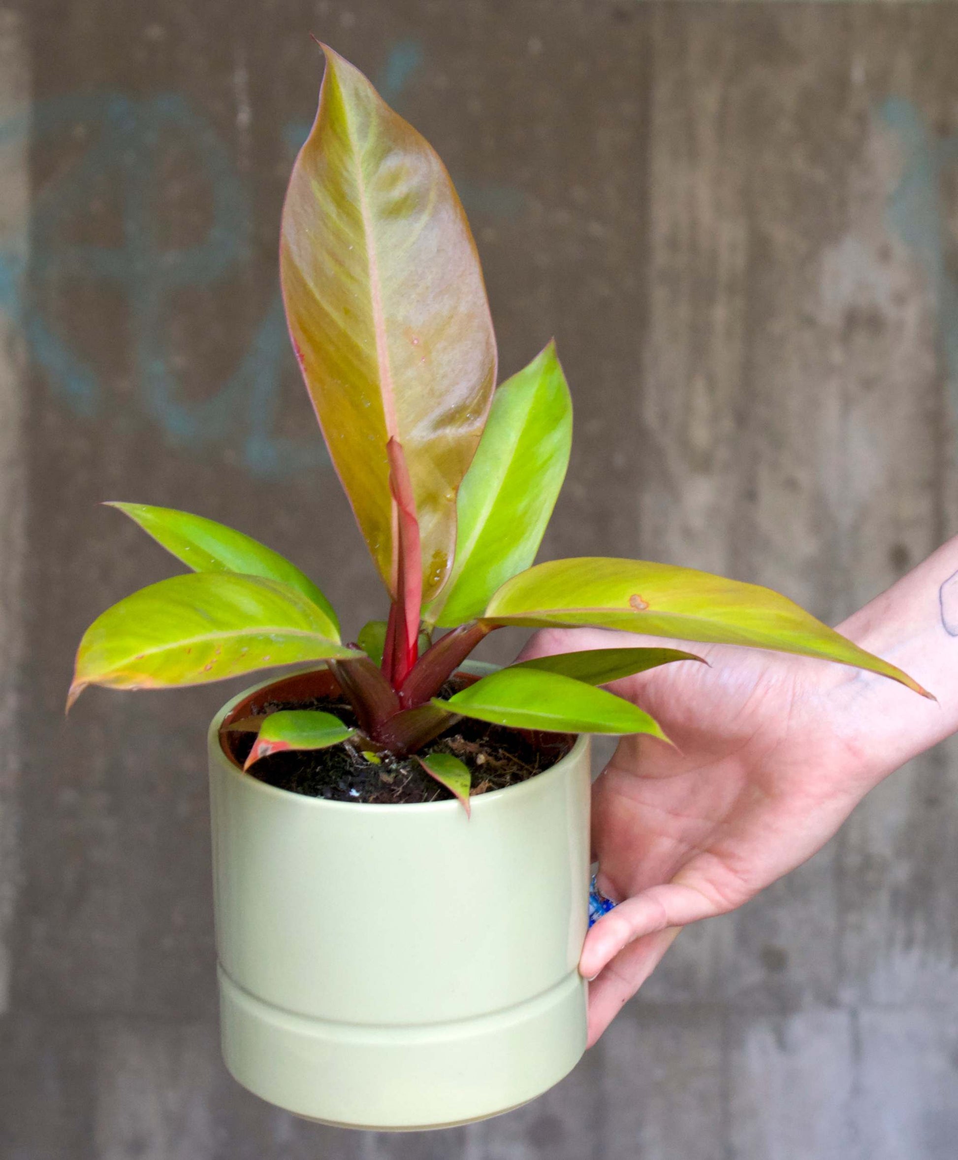 is philodendron prince of orange - rare Philodendron 'Prince Of Orange'
